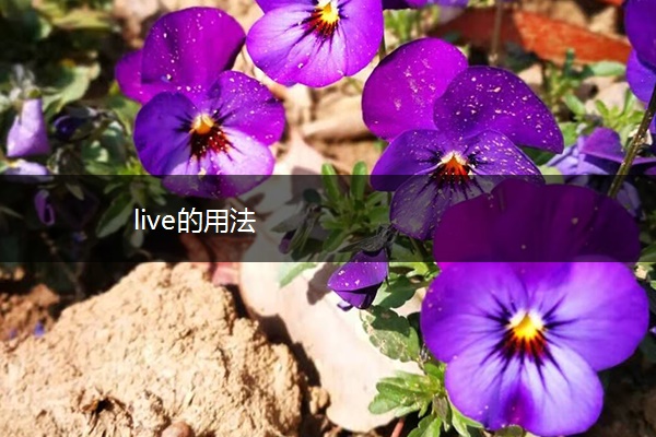 live的用法