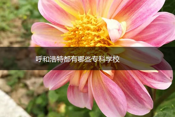 呼和浩特都有哪些专科学校