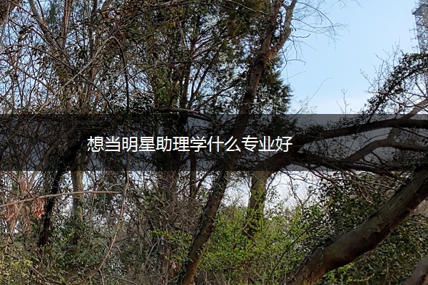 想当明星助理学什么专业好