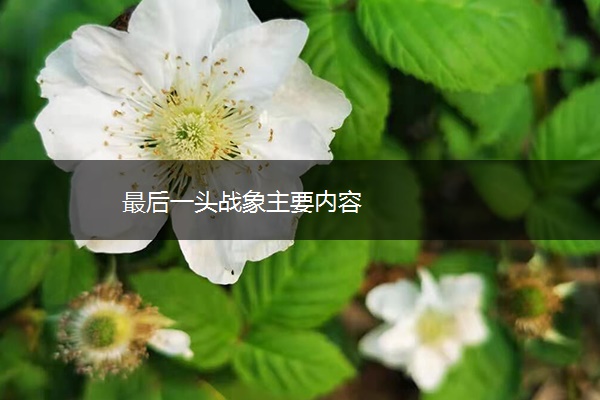 最后一头战象主要内容