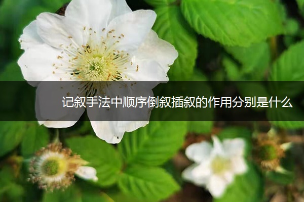 记叙手法中顺序倒叙插叙的作用分别是什么