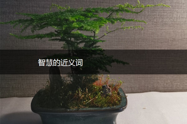 智慧的近义词