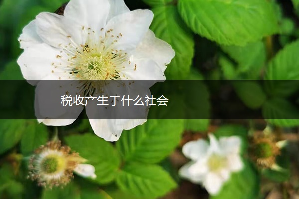 税收产生于什么社会