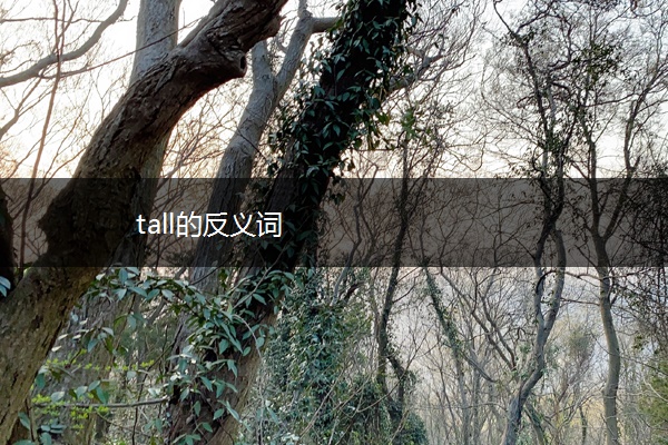 tall的反义词