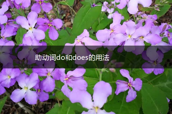 助动词do和does的用法
