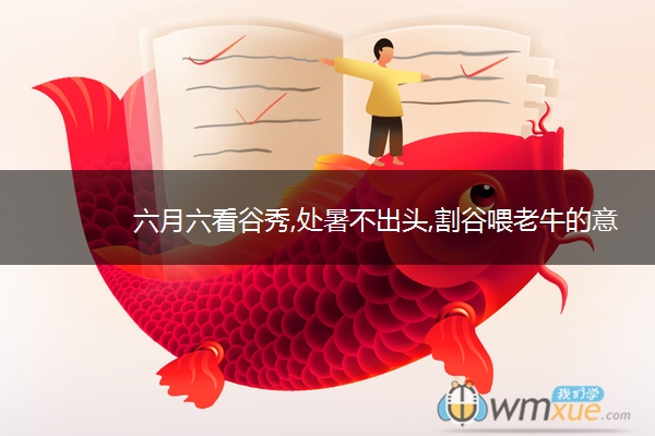 六月六看谷秀,处暑不出头,割谷喂老牛的意思