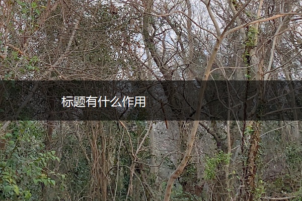 标题有什么作用