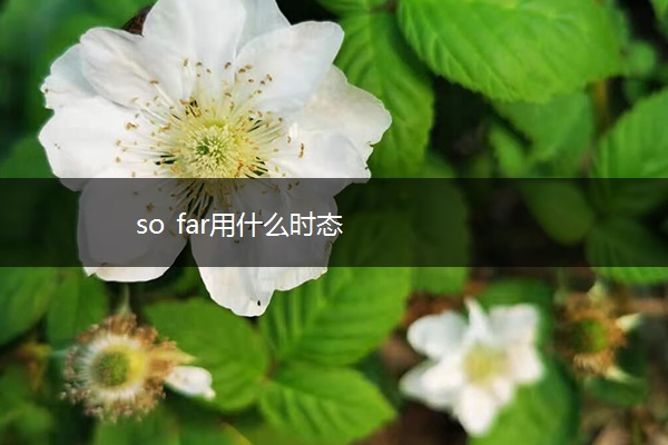 so far用什么时态