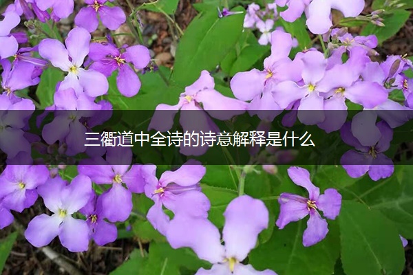 三衢道中全诗的诗意解释是什么