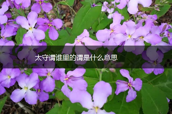太守谓谁里的谓是什么意思