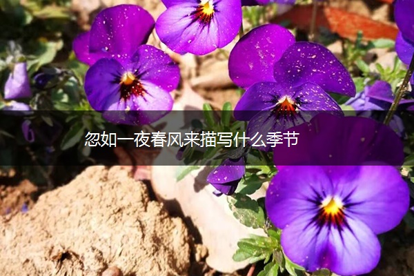 忽如一夜春风来描写什么季节