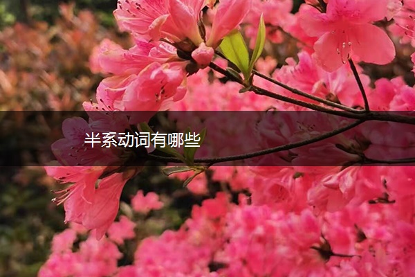 半系动词有哪些