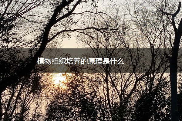 植物组织培养的原理是什么