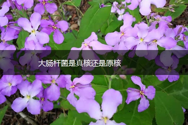 大肠杆菌是真核还是原核