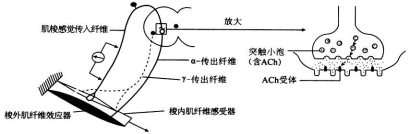 衡水金卷2021年高考模拟押题卷理综试题